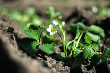 The young strawberry bush with green berries, the earth full of hope.の写真素材