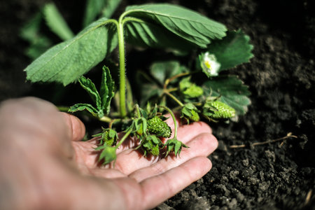 The young strawberry bush with green berries, the earth full of hope.の写真素材