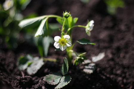 The birth of a young strawberry bush with green berries, the earth full of hope.の写真素材