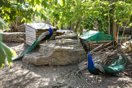 A very beautiful peacock with a gorgeous tail is settling into the zoo for further residenceの写真素材