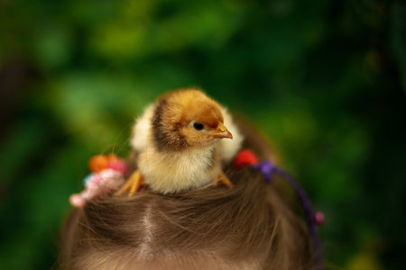 The unconditional trust of a baby chicken to a little girl, love is a manifestation of caring for each otherの写真素材
