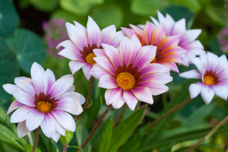 Lilac gazania flowers in the gardenの写真素材