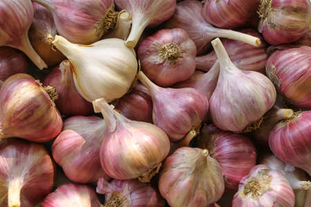 Heads of garlic in bulk close upの写真素材