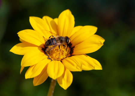 Bee on a yellow gazania flowerの写真素材
