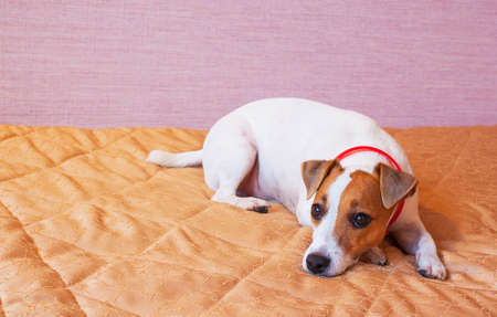 Jack russell terrier dog lies on the bedの写真素材