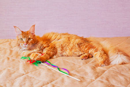 Maine Coon cat lying on the bedの写真素材