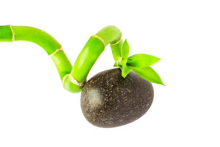 A sprig of bamboo on a stone. Isolate.の写真素材