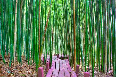 Bamboo grove with wood flooring.の写真素材