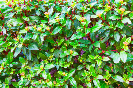 Background from green foliage of bay leaves