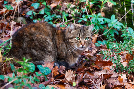 A wild cat with emerald eyes lies in the foliage.の写真素材