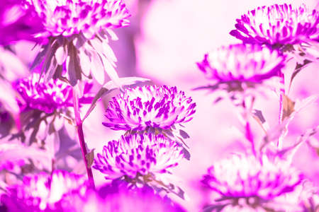 A background of delicate purple asters flooded with light. Selective focus.の写真素材