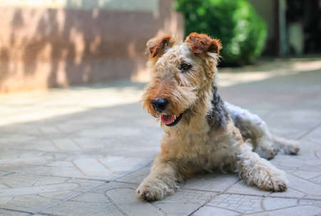 Fox Terrier dog lies on the streetの写真素材