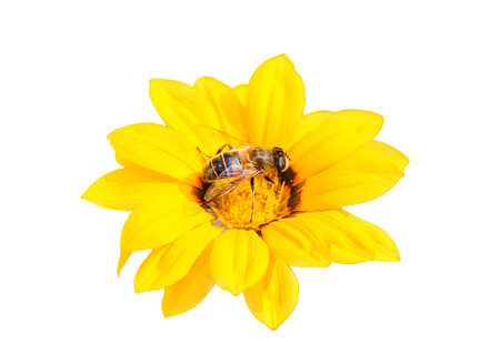 A bee is sitting on a yellow gazania flower. Isolate.の写真素材