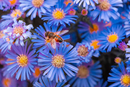 A bee on bright blue aster flowersの写真素材