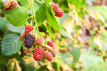 Berries of ripe and not ripe blackberries on a bush after rain.の写真素材