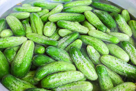 Many green cucumbers are in a bowl of water. Preparing for salting.の写真素材