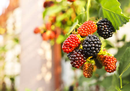 Berries of ripe and unripe blackberries on a branch.の写真素材