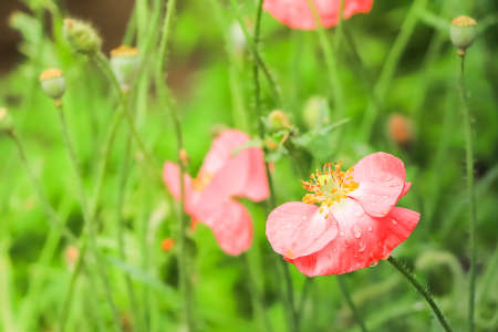 Pink poppies with raindrops on a light green foliage background.の写真素材