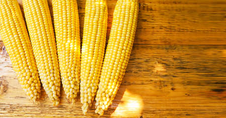 Heads of ripe fresh corn on a wooden table. View from above.の写真素材
