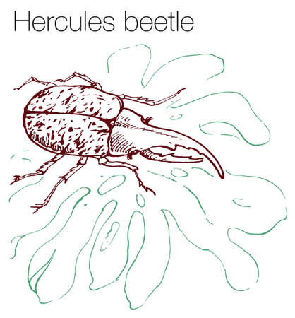 Hercules beetle hand drawn vector illustrationのイラスト素材
