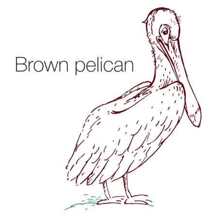 Brown pelican hand drawn vector illustration. Linear engraved artのイラスト素材