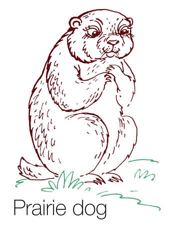 Prairie dog hand drawn vector illustrationのイラスト素材