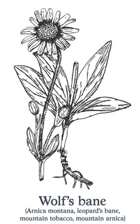 Wolfs bane. Vector hand drawn plant. Vintage medicinal plant sketch.のイラスト素材