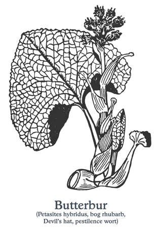 Butterbur. Vector hand drawn plant. Vintage medicinal plant sketch.のイラスト素材