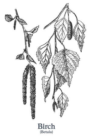 Birch. Vector hand drawn plant. Vintage medicinal plant sketch.のイラスト素材