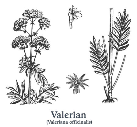 Valerian. Vector hand drawn plant. Vintage medicinal plant sketch.のイラスト素材