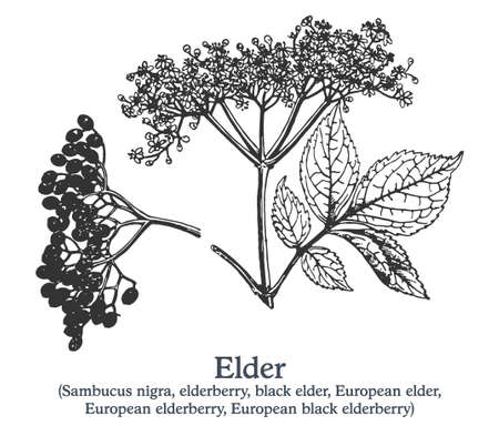 Elder. Vector hand drawn plant. Vintage medicinal plant sketch.のイラスト素材