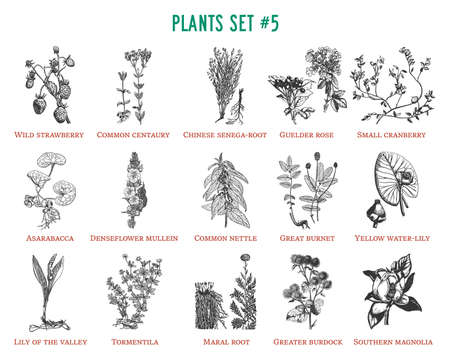 Vector hand drawn plants setのイラスト素材