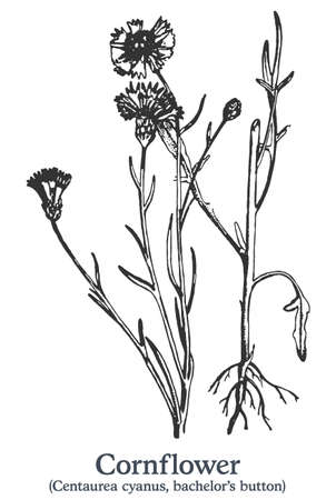 Cornflower. Vector hand drawn plant. Vintage medicinal plant sketch.のイラスト素材