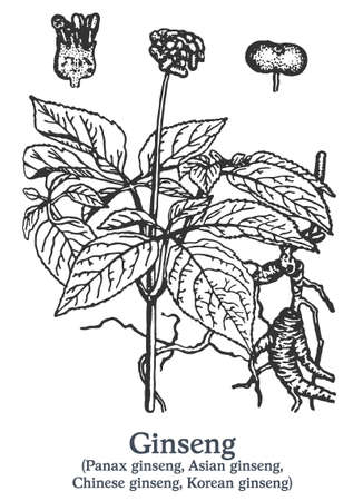 Ginseng. Vector hand drawn plant. Vintage medicinal plant sketch.のイラスト素材