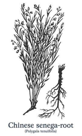 Chinese senega-root. Vector hand drawn plant. Vintage medicinal plant sketch.のイラスト素材