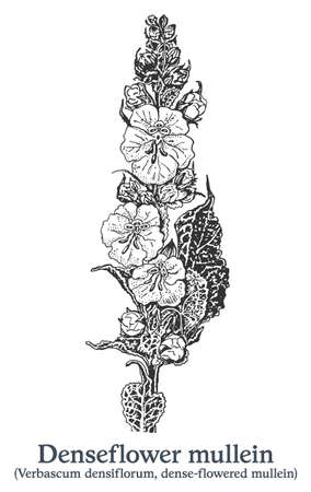 Denseflower mullein. Vector hand drawn plant. Vintage medicinal plant sketch.のイラスト素材