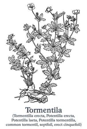 Tormentila. Vector hand drawn plant. Vintage medicinal plant sketch.のイラスト素材