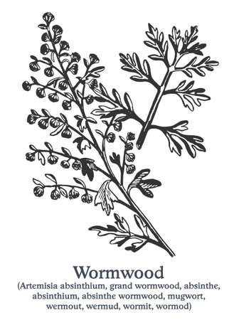 Wormwood. Vector hand drawn plant. Vintage medicinal plant sketch.のイラスト素材