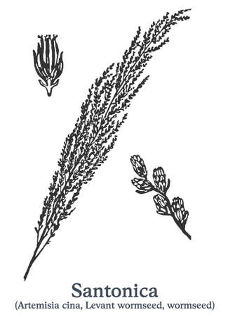 Santonica. Vector hand drawn plant. Vintage medicinal plant sketch.のイラスト素材