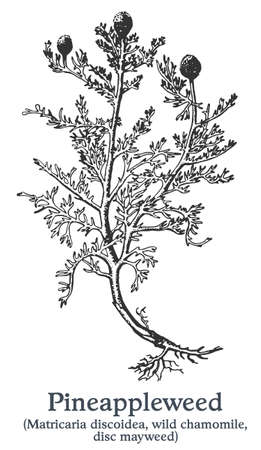 Pineappleweed. Vector hand drawn plant. Vintage medicinal plant sketch.のイラスト素材