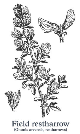 Field restharrow. Vector hand drawn plant. Vintage medicinal plant sketch.のイラスト素材