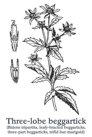Three-lobe beggartick. Vector hand drawn plant. Vintage medicinal plant sketch.のイラスト素材