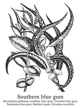 Southern blue gum. Vector hand drawn plant. Vintage medicinal plant sketch.のイラスト素材