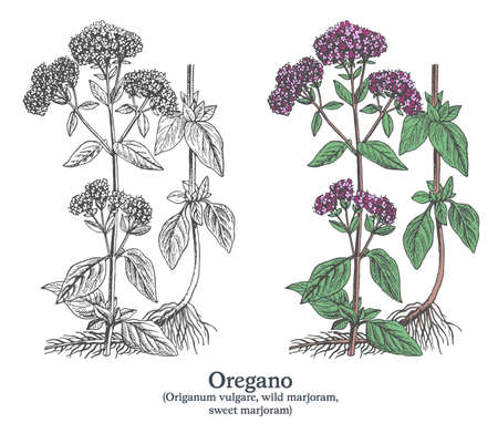 Oregano. Colorful vector hand drawn plant. Vintage medicinal plant sketch.のイラスト素材