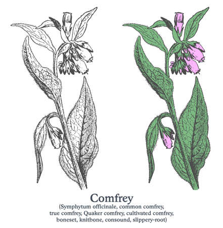 Comfrey. Colorful vector hand drawn plant. Vintage medicinal sketch.のイラスト素材