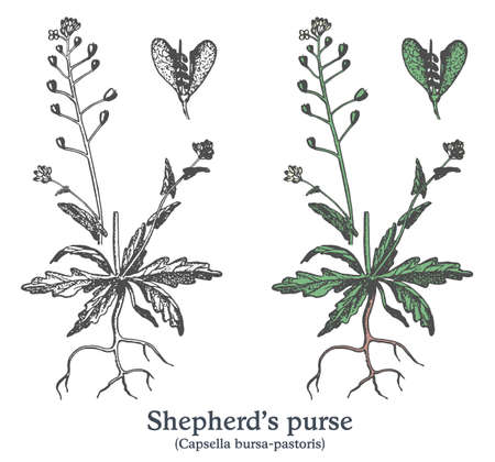 Shepherds purse. Colorful vector hand drawn plant. Vintage medicinal sketch.のイラスト素材
