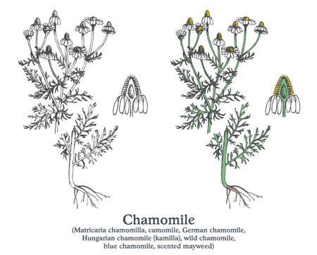 Chamomile. Colorful vector hand drawn plant. Vintage medicinal sketchのイラスト素材