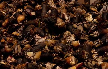 Snails on market. A lot of fresh live snails on display at marketの写真素材