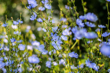 Blooming wildflowers chicoryの写真素材