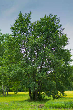 Family of oaks at the edge of the forest